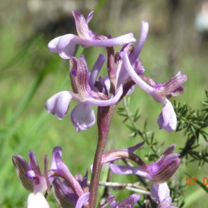 Orchis morio ssp. syriaca
