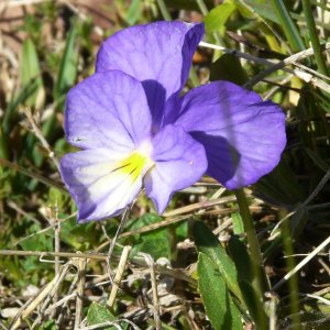 Viola altaica ssp. oreades