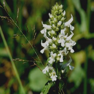 Stachys officinalis ssp.balcanica