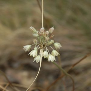 Allium paniculatum ssp.paniculatum Sin: Allium longispathum