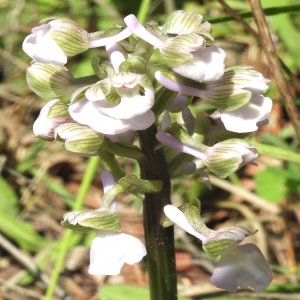 Orchis morio ssp. syriaca