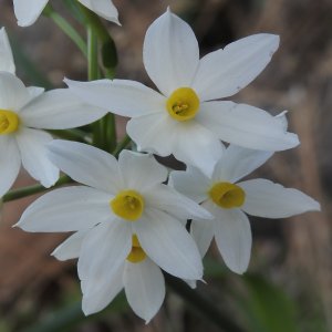 Narcissus tazetta subsp. tazetta