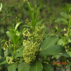 Daphne pontica ssp pontica