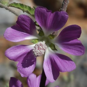 Lavatera bryoniifolia
