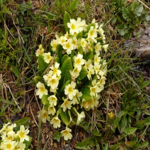 Primula acaulis ssp. acaulis Sin: Primula vulgaris ssp. vulgaris