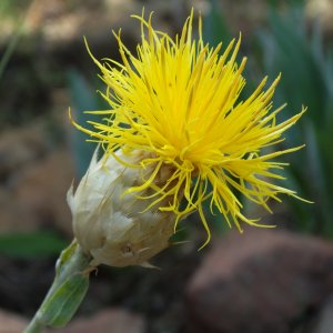 Centaurea ensiformis