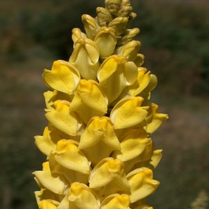 Linaria grandiflora