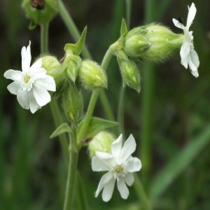Silene alba ssp. eriocalycina Sin: Silene latifolia