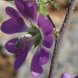 Lavatera bryoniifolia