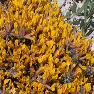 Cytisopsis dorycniifolia