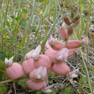 Astragalus anthylloides