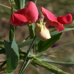 Lathyrus rotundifolius ssp. miniatus