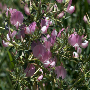 Ononis spinosa ssp. leiosperm