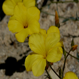 Linum mucronatum ssp. armenum