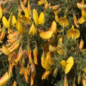 Ononis natrix ssp.hispanica