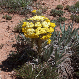 Arnebia densiflora