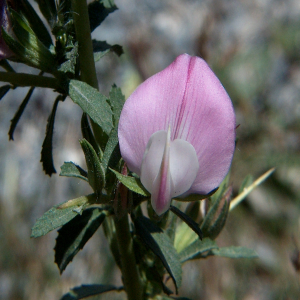 Ononis spinosa ssp. leiosperm