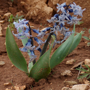 Hyacinthus orientalis var. chionophilus