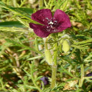 Roemeria hybrida ssp. hybrida