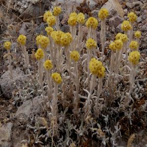Helichrysum arenarium ssp. aucheri