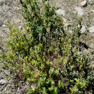 Ballota nigra ssp. anatolica