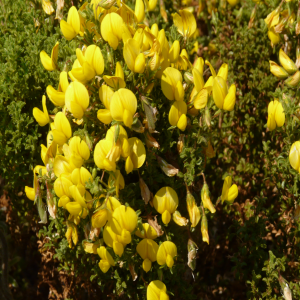Ononis natrix ssp.hispanica