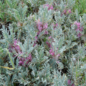 Astragalus plumosus
