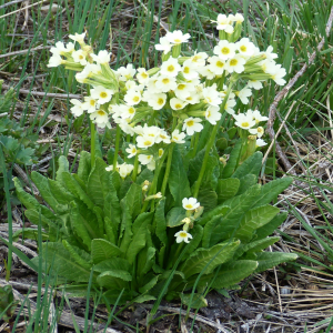 Primula elatior ssp.pallasi