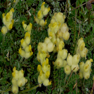 Astragalus vulnerariae