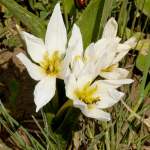 Colchicum szovitsii