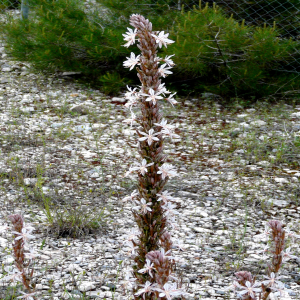 Asphodeline damascena ssp. rugosa