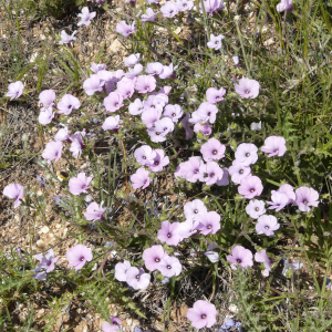 Linum hirsutum ssp. Anatolicum var. anatolicum