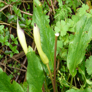 Arum euxinum ssp euxinum