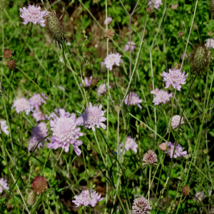Scabiosa atropurpurea ssp. maritima