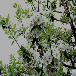 Pyrus elaeagnifolia ssp. elaeagnifolia