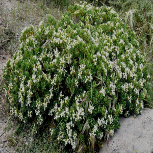 Daphne oleoides ssp. kurdica