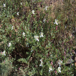 Capparis sicula var. herbacea Sin: C.ovata var. herbacea