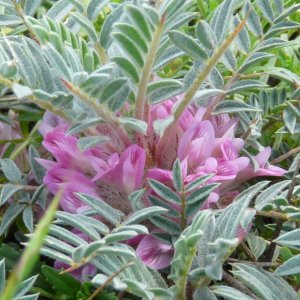 Astragalus plumosus