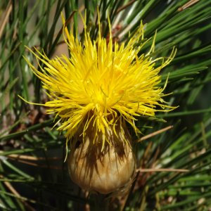 Centaurea ensiformis