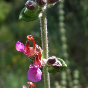 Teucrium divaricatum ssp. villosum