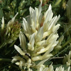 Astragalus angustifolius ssp. angustifolius