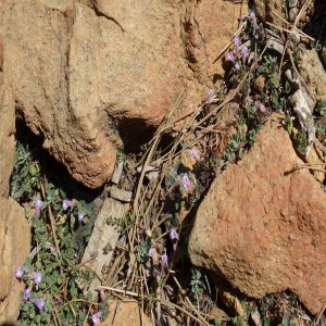 Clinopodium troodi ssp vardaranum