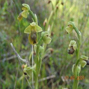 Ophrys lutea subsp. minor. Sin. Ophrys phryganae