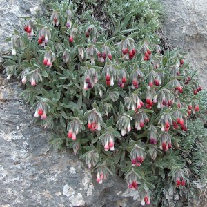 Onosma alba roseum