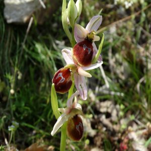 Ophrys ferrum-equinum,Sin: Ophrys labiosa