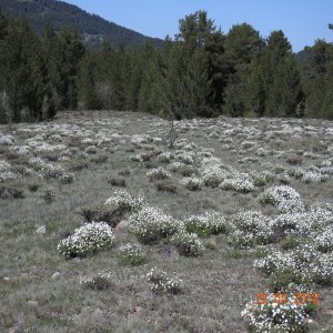 Tanacetum armenum Sin:Pyrethrum fruticulosum