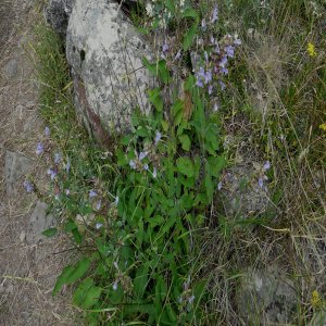 Salvia tomentosa