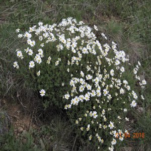 Tanacetum armenum Sin:Pyrethrum fruticulosum