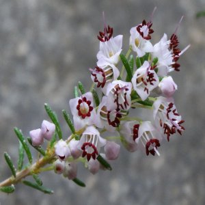 Erica manipuliflora
