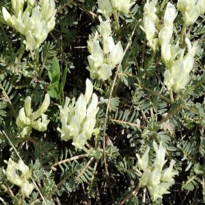 Astragalus angustifolius ssp. angustifolius